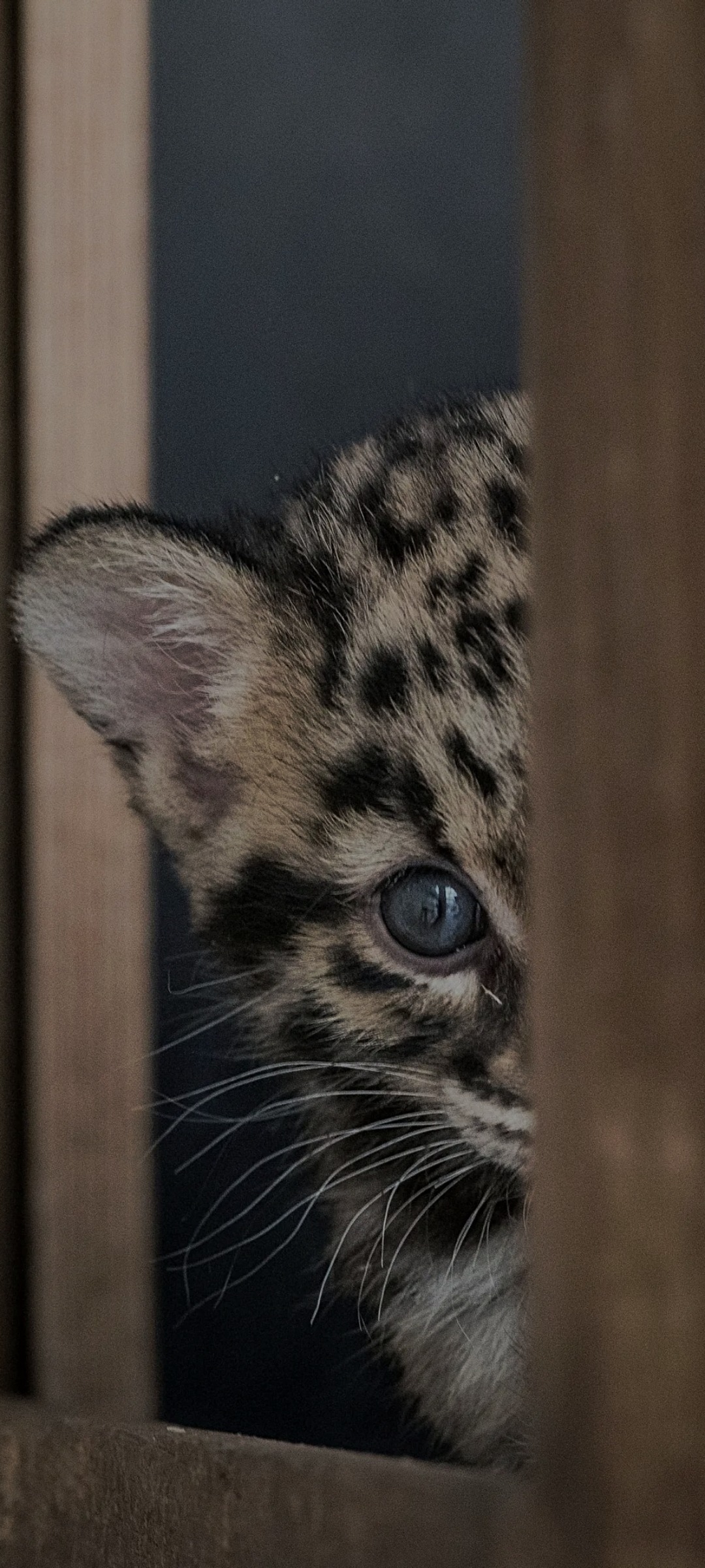 Janny - Lax - Valais | Annonce Rencontre